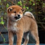 Japanese Shibu Inu puppies for sale