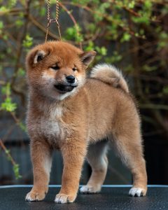 Japanese Shibu Inu puppies for sale