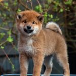 Japanese Shibu Inu puppies for sale