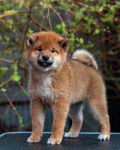 Japanese Shibu Inu puppies for sale