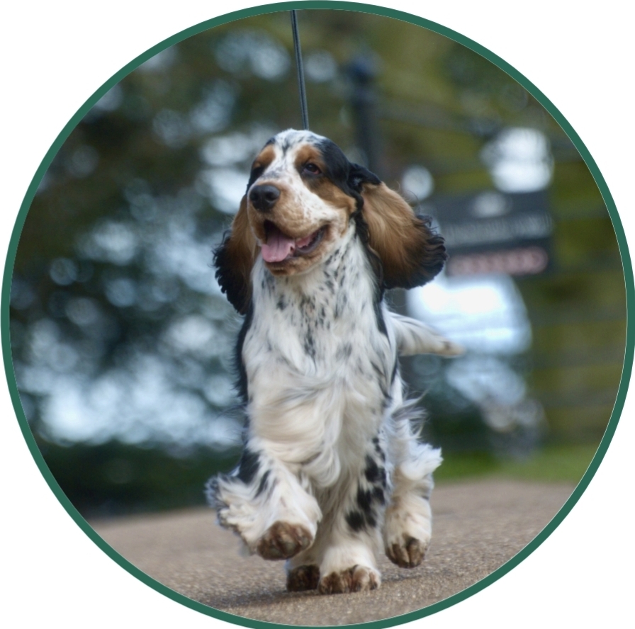 Cocker Spaniel Dad of puppies for sale