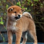 Japanese Shibu Inu puppies for sale
