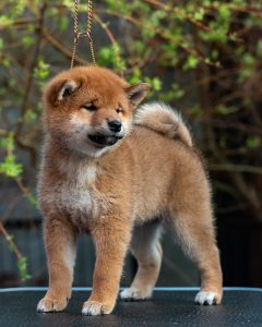 Japanese Shibu Inu puppies for sale