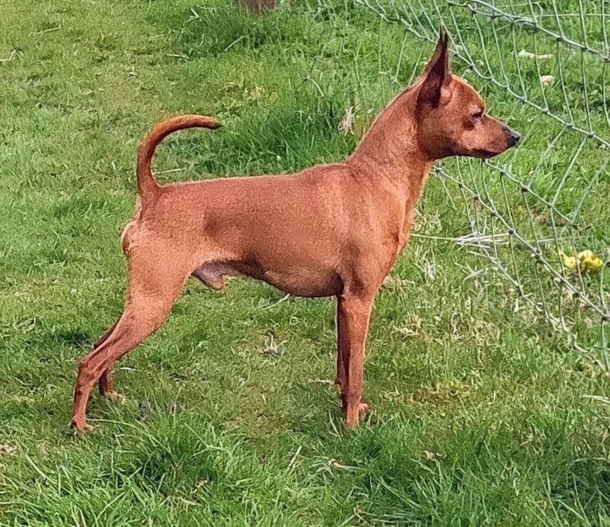 Miniature Pinscher dad of puppies for sale