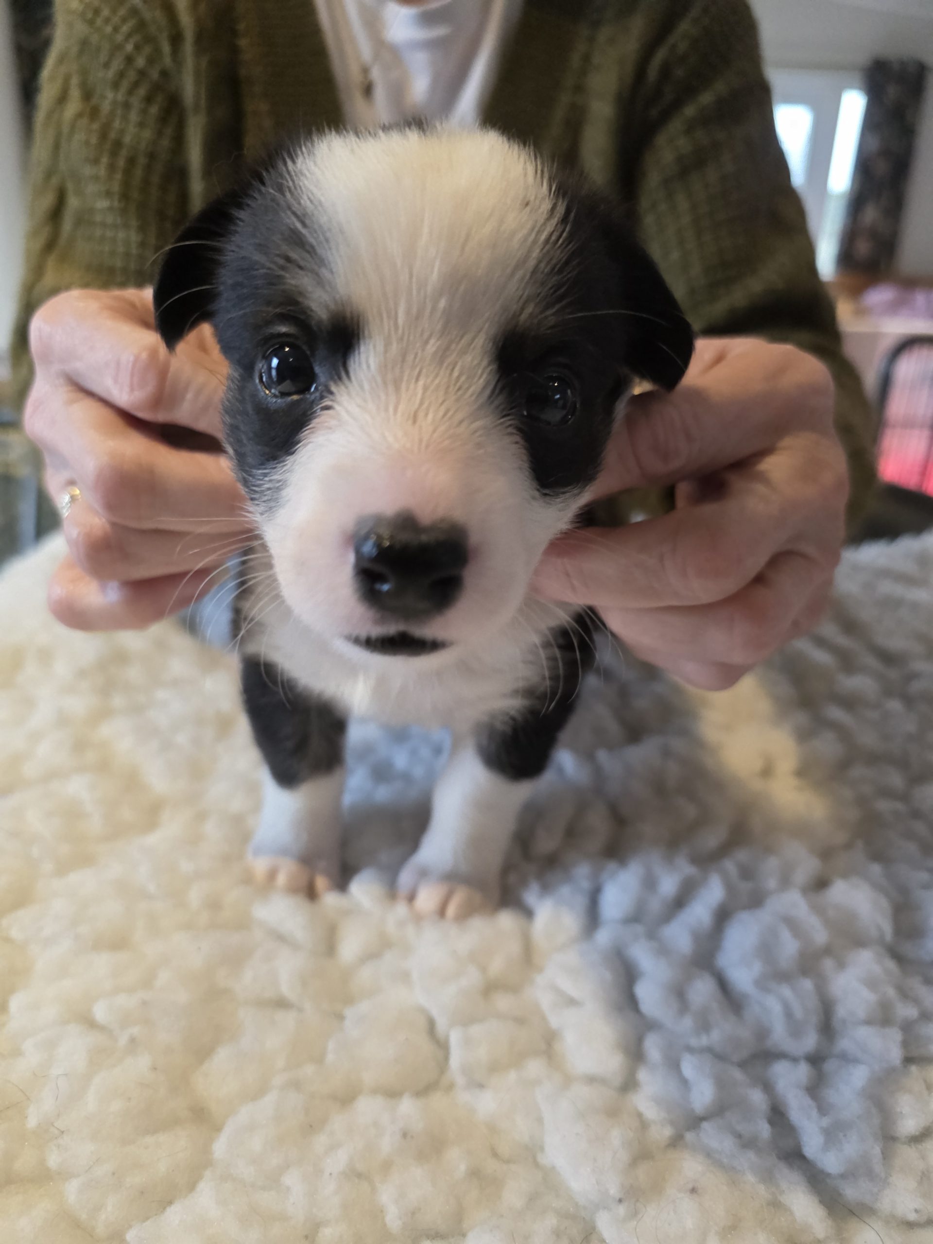 welsh corgi cardigan puppies for sale