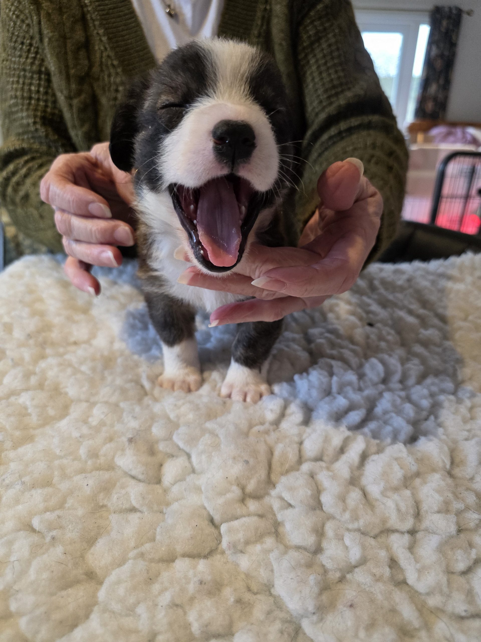 welsh corgi cardigan puppies for sale