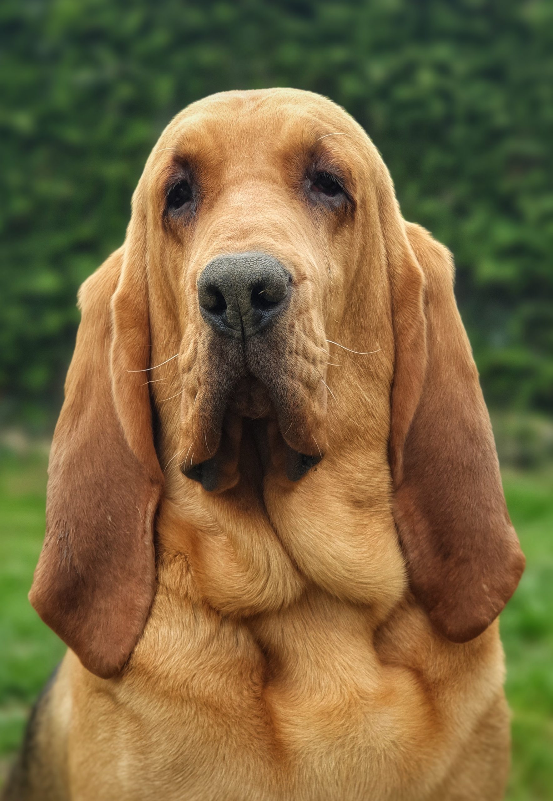Dad of  puppies