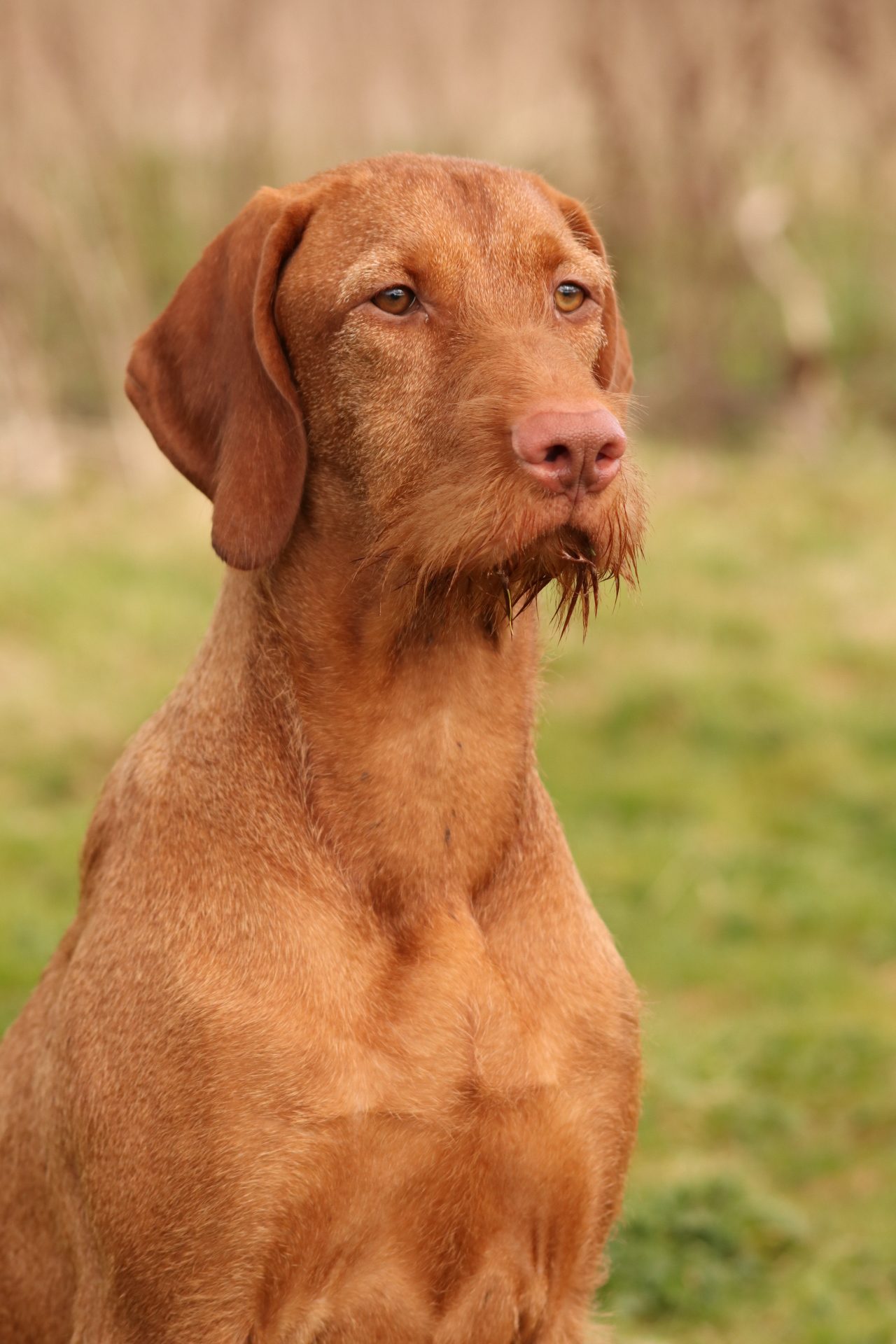 Hungarian Wire-Haired Vizsla mum of puppies for sale