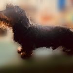 Miniature Wire Haired Dachshund dad of puppies