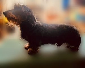 Miniature Wire Haired Dachshund dad of puppies