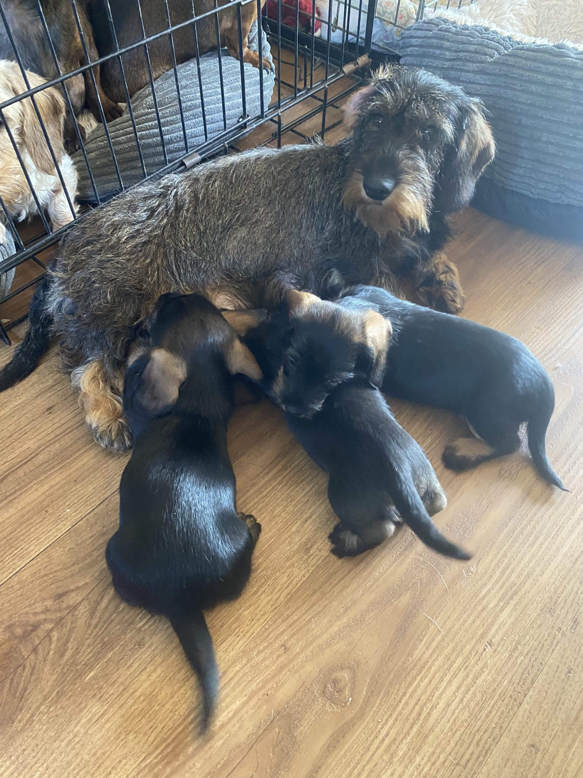 miniature wire-haired dachshund mum of puppies for sale
