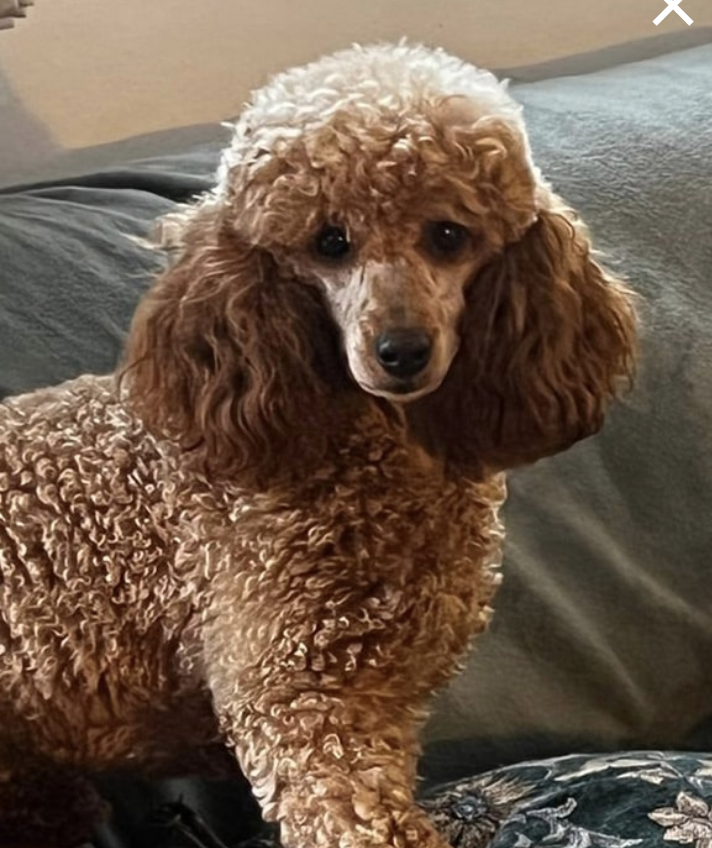 Mum of  puppies