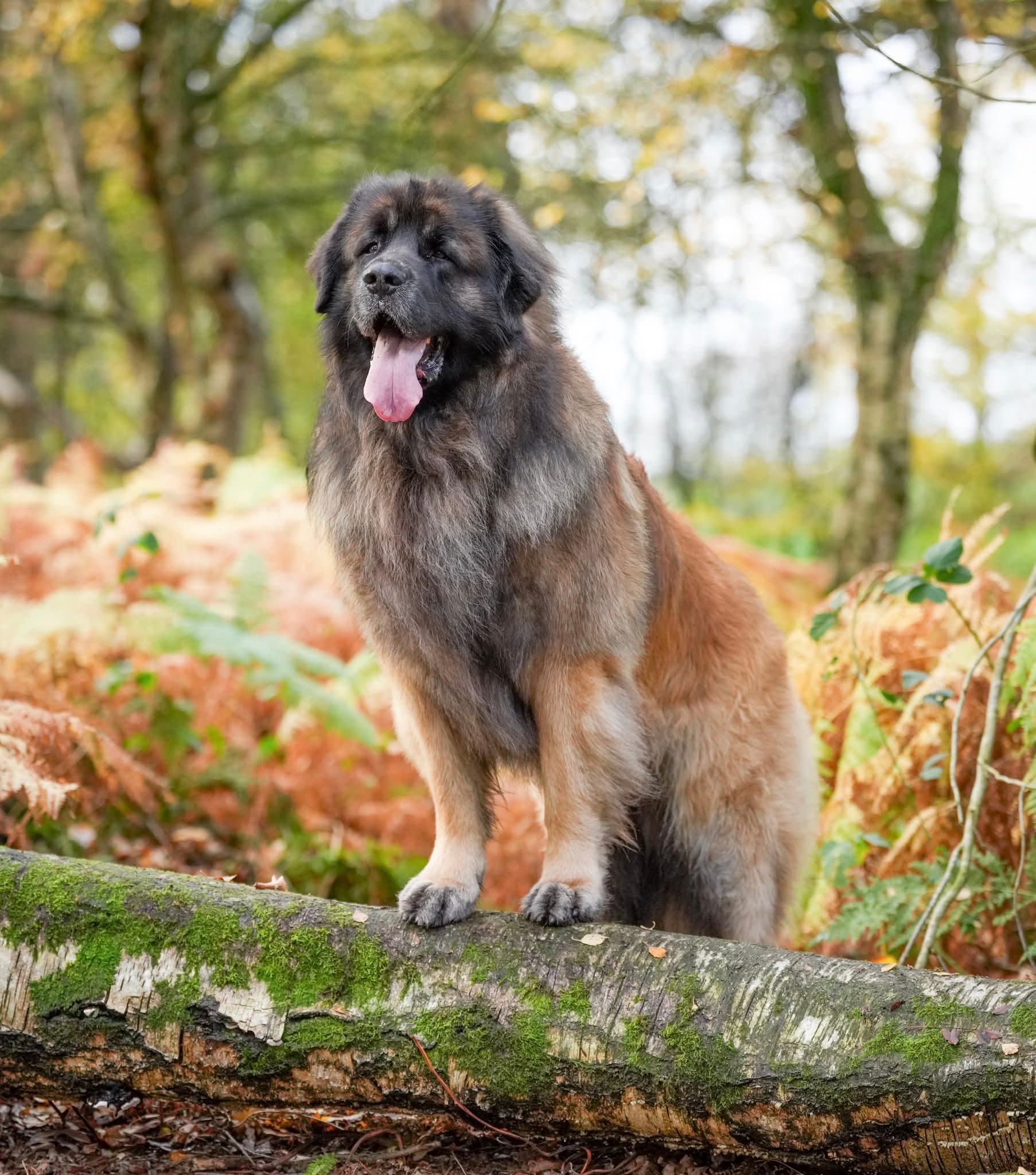 Leonberger dad of puppies for sale