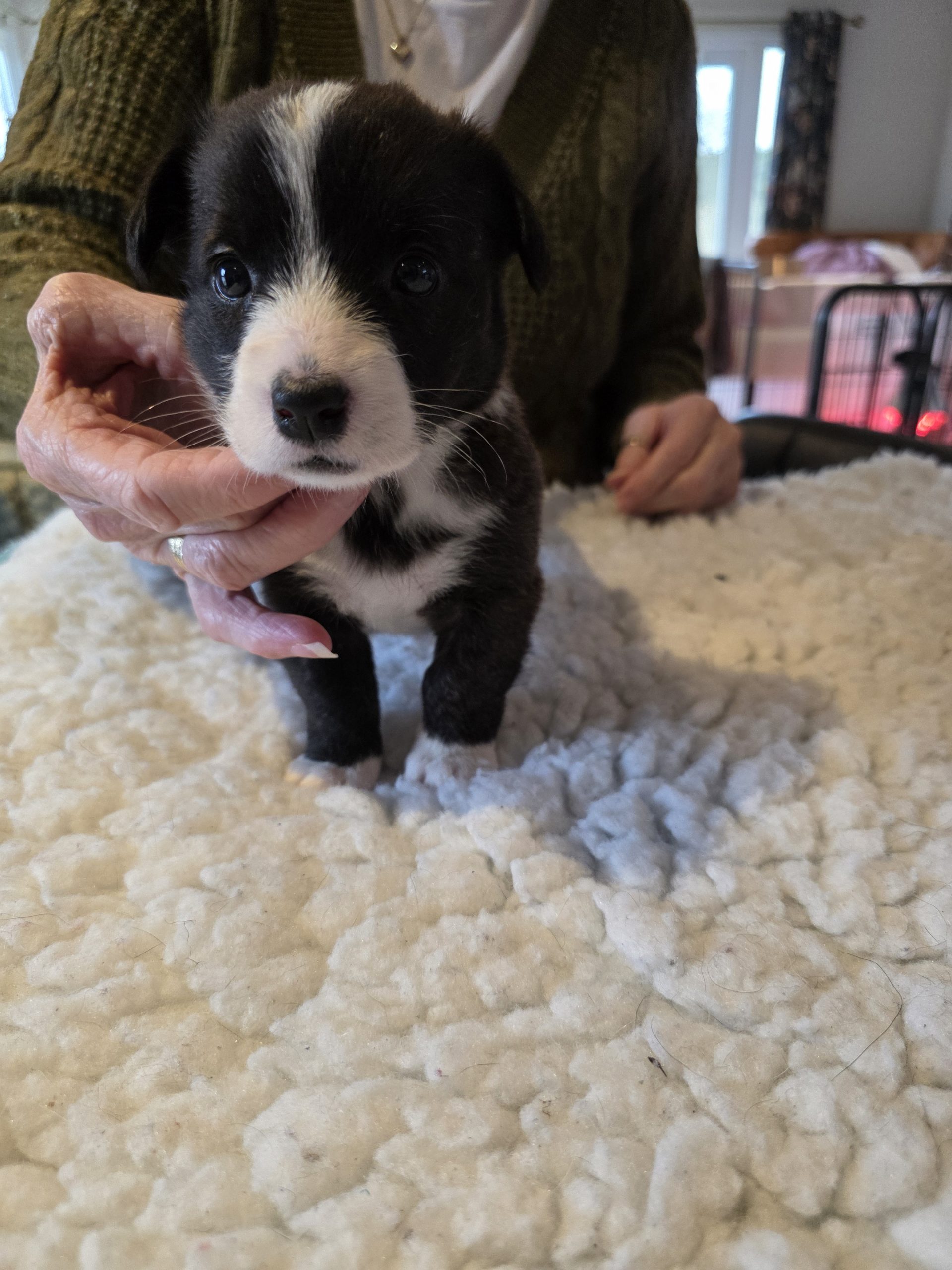 welsh corgi cardigan puppies for sale