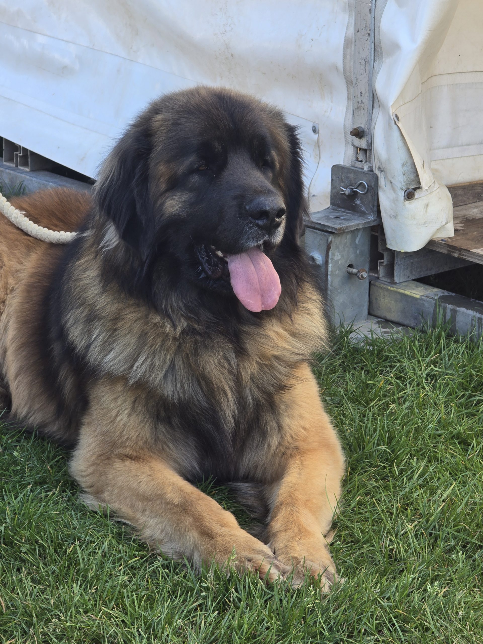 Leonberger dad of puppies for sale