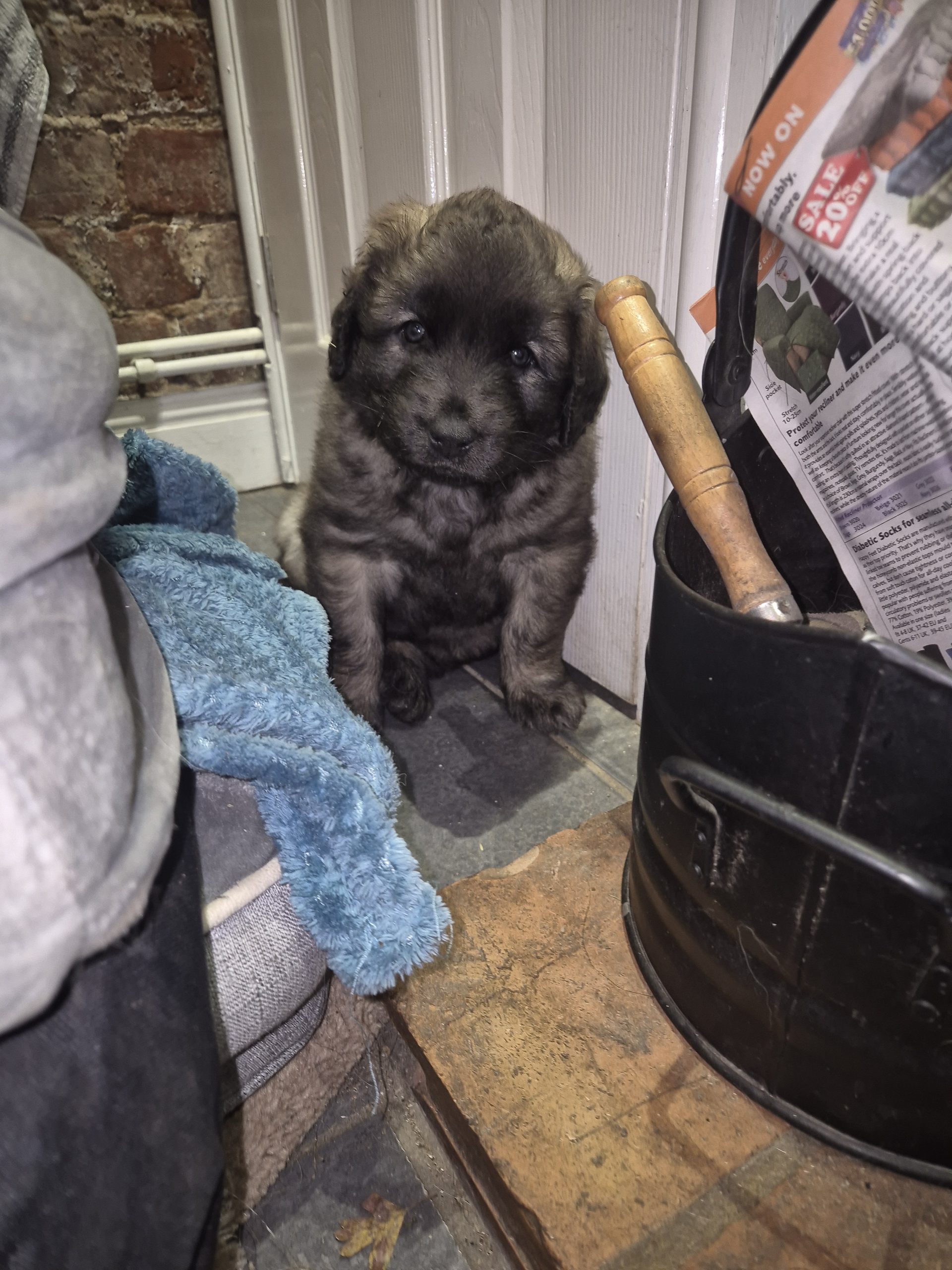Leonberger puppies for sale