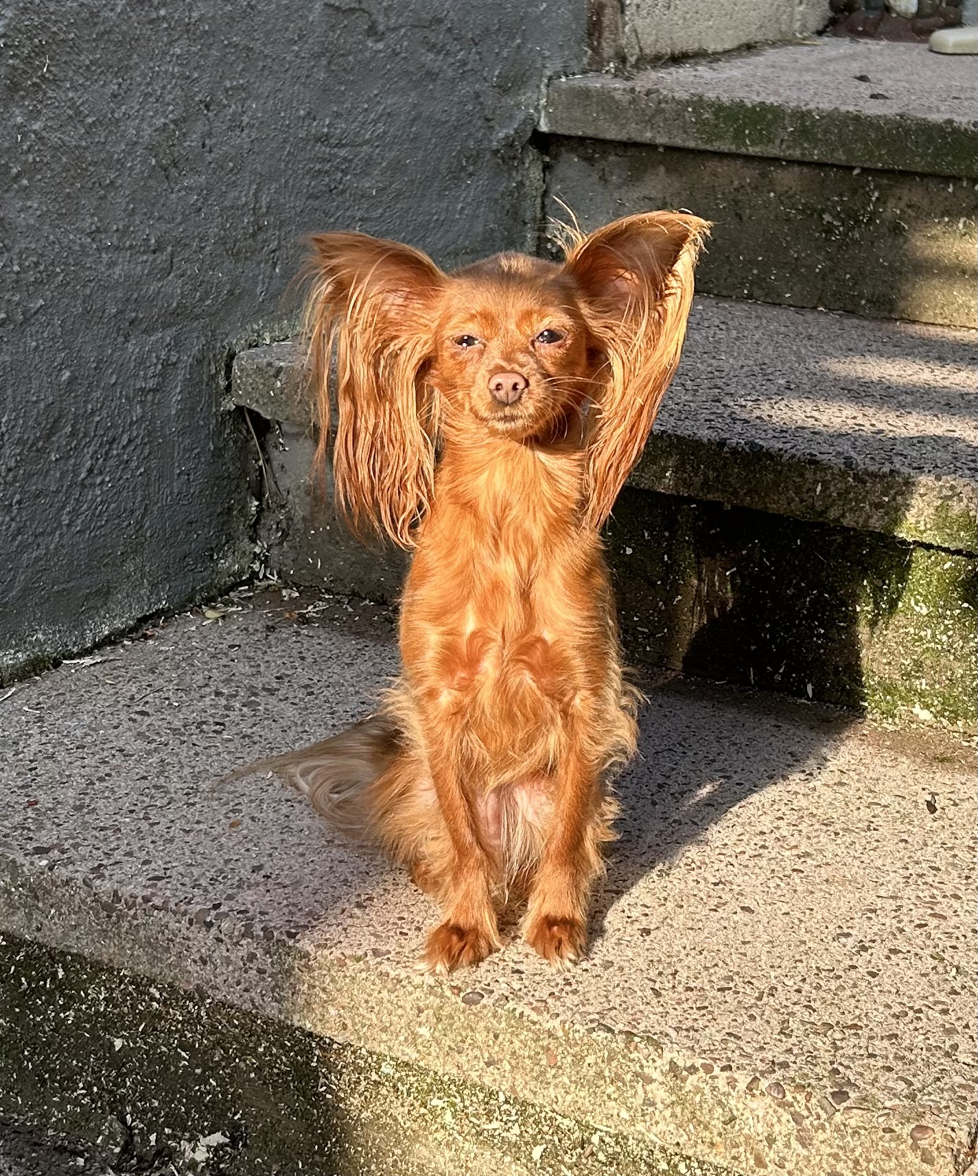 Russian Toy mum of puppies