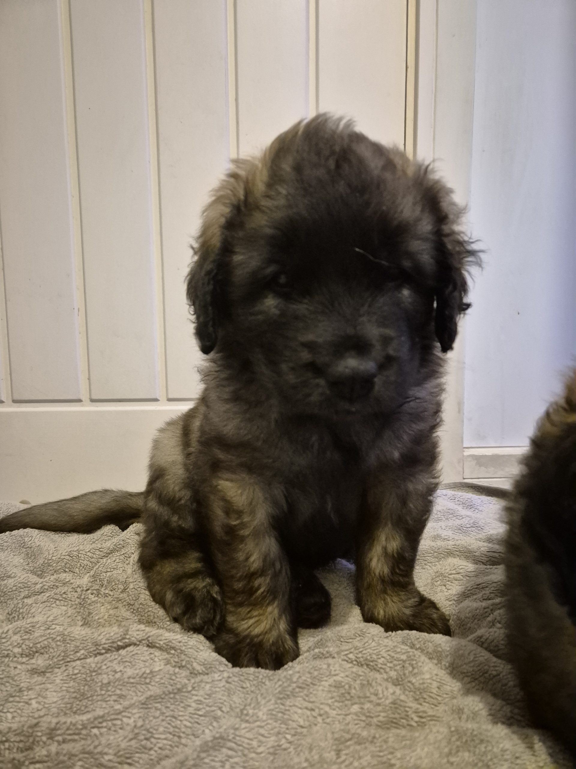 Leonberger puppies for sale