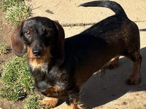 miniature wire haired dachshund dad of puppies for sale