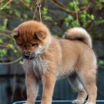 Japanese Shibu Inu puppies for sale