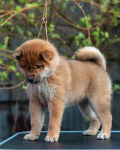 Japanese Shibu Inu puppies for sale