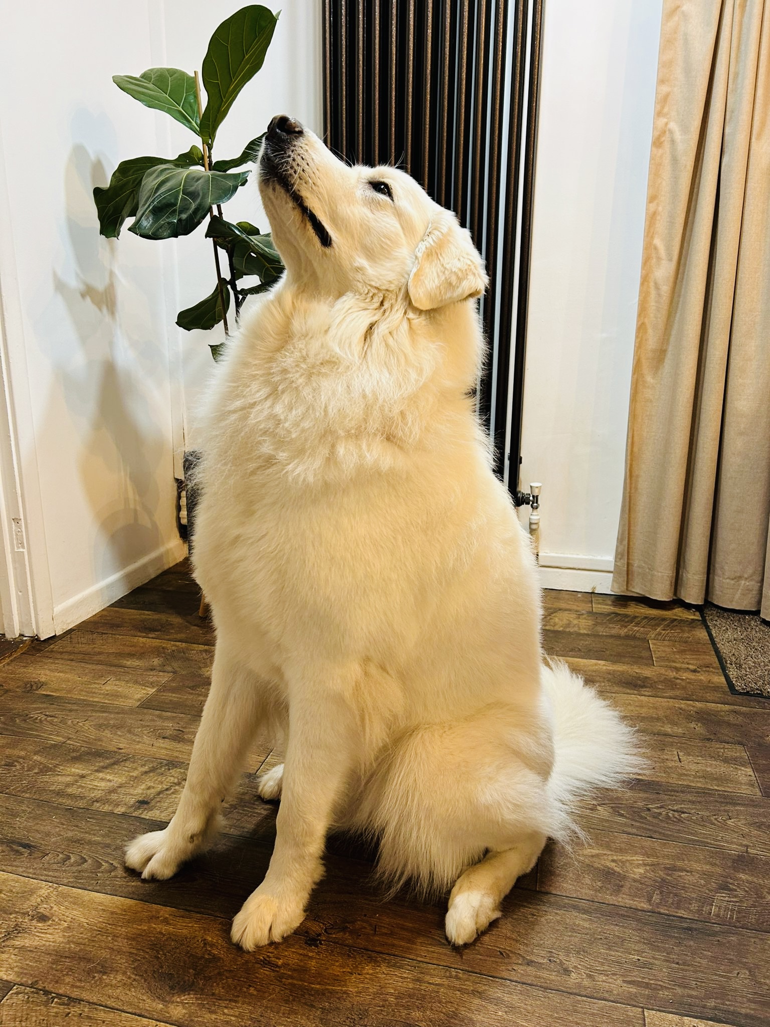 pyrenean mountain dog mum of puppies for sale
