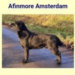 labrador retriever dad of puppies for sale