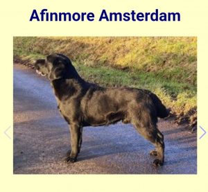 labrador retriever dad of puppies for sale