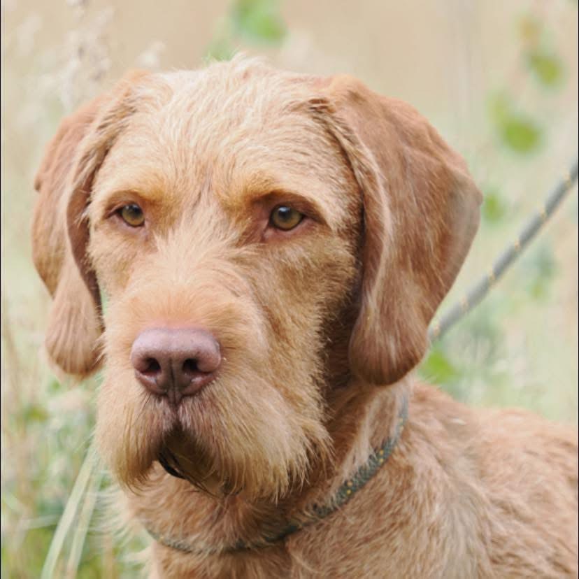 Hungarian Wire-Haired Vizsla dad of puppies for sale