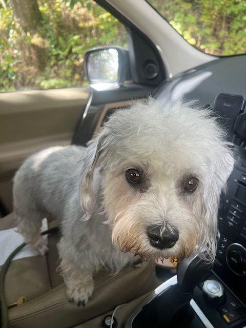 Dandie Dinmont Terrier mum of puppies for sale