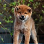 Japanese Shibu Inu puppies for sale