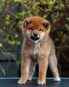 Japanese Shibu Inu puppies for sale