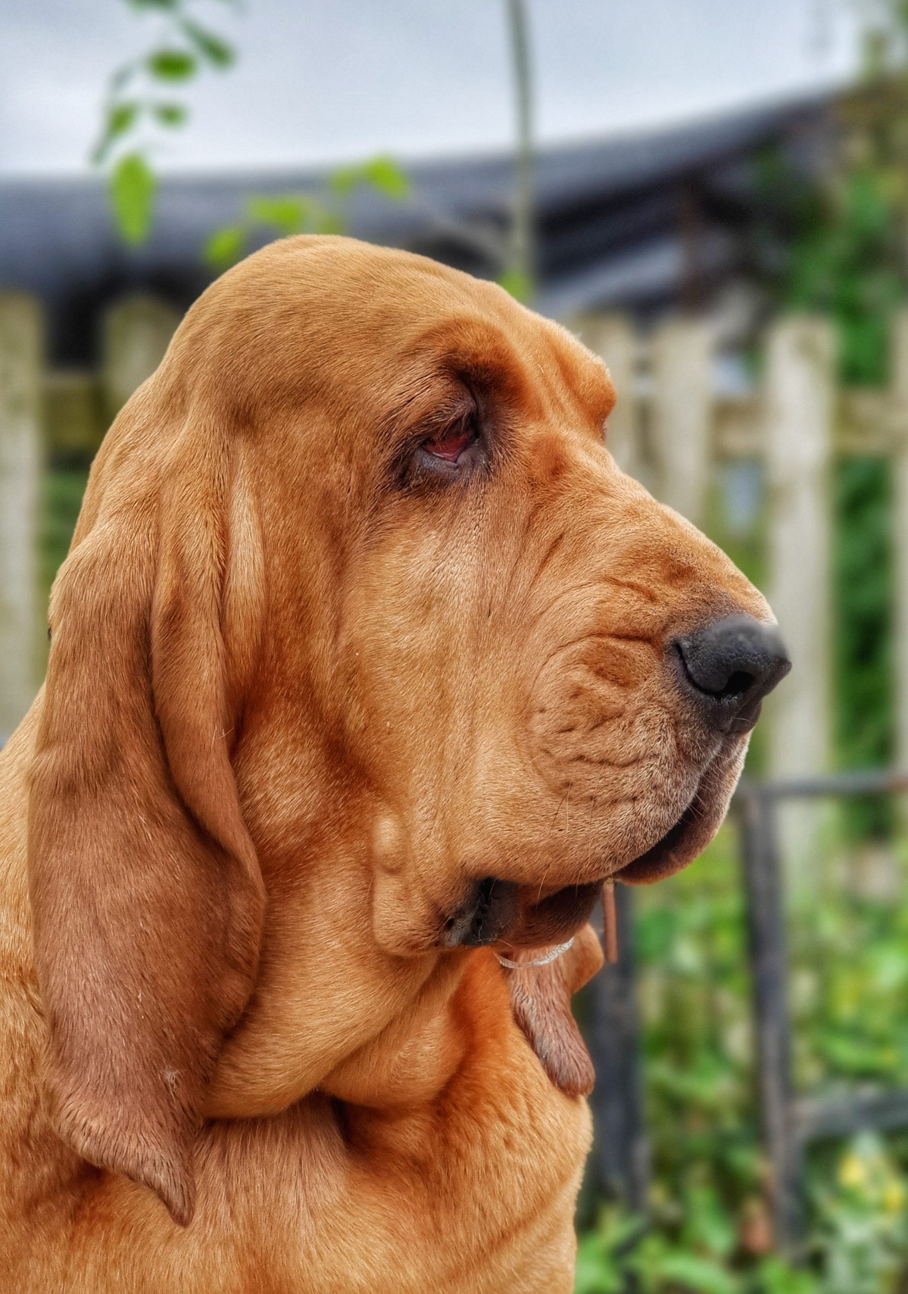 Mum of  puppies