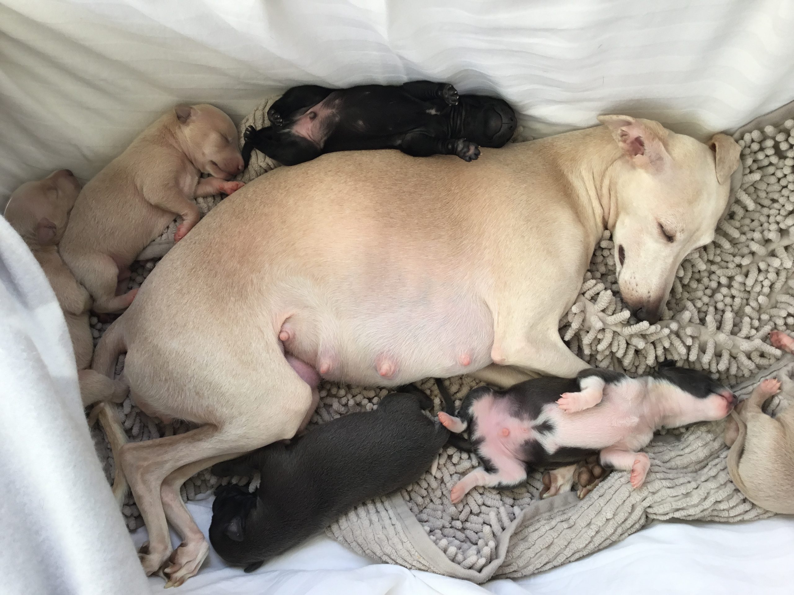 Mum of  puppies