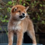Japanese Shibu Inu puppies for sale