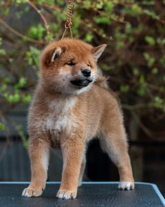 Japanese Shibu Inu puppies for sale