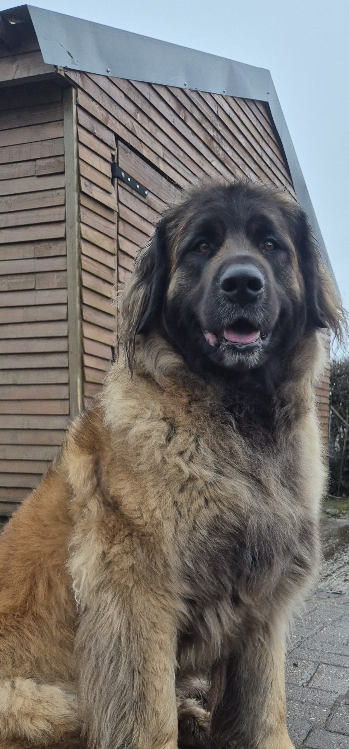 Leonberger mum of puppies for sale