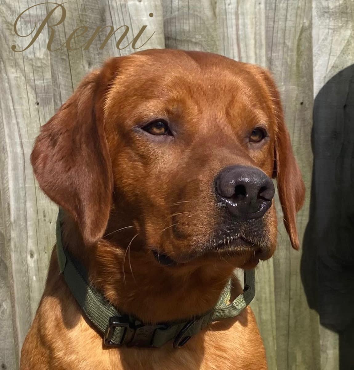 Sykehead Labrador Retrievers - Puppy Choices