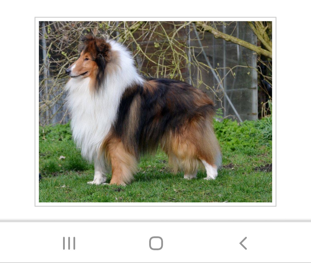 Dad of  puppies