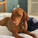 hungarian vizsla mum of puppies