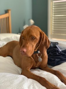 hungarian vizsla mum of puppies