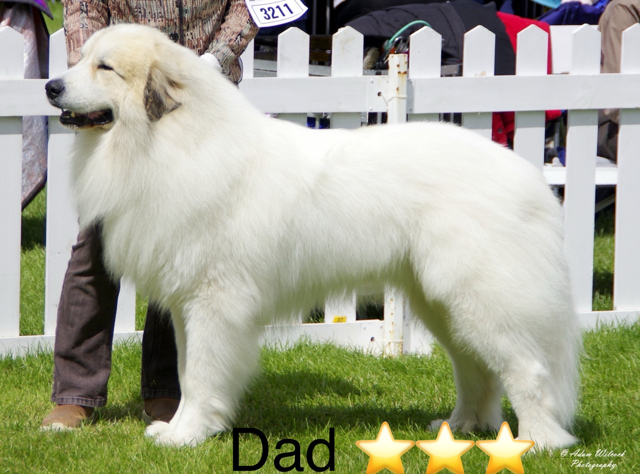 pyrenean mountain dog dad of puppies for sale