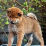 Japanese Shibu Inu puppies for sale