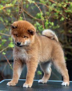 Japanese Shibu Inu puppies for sale