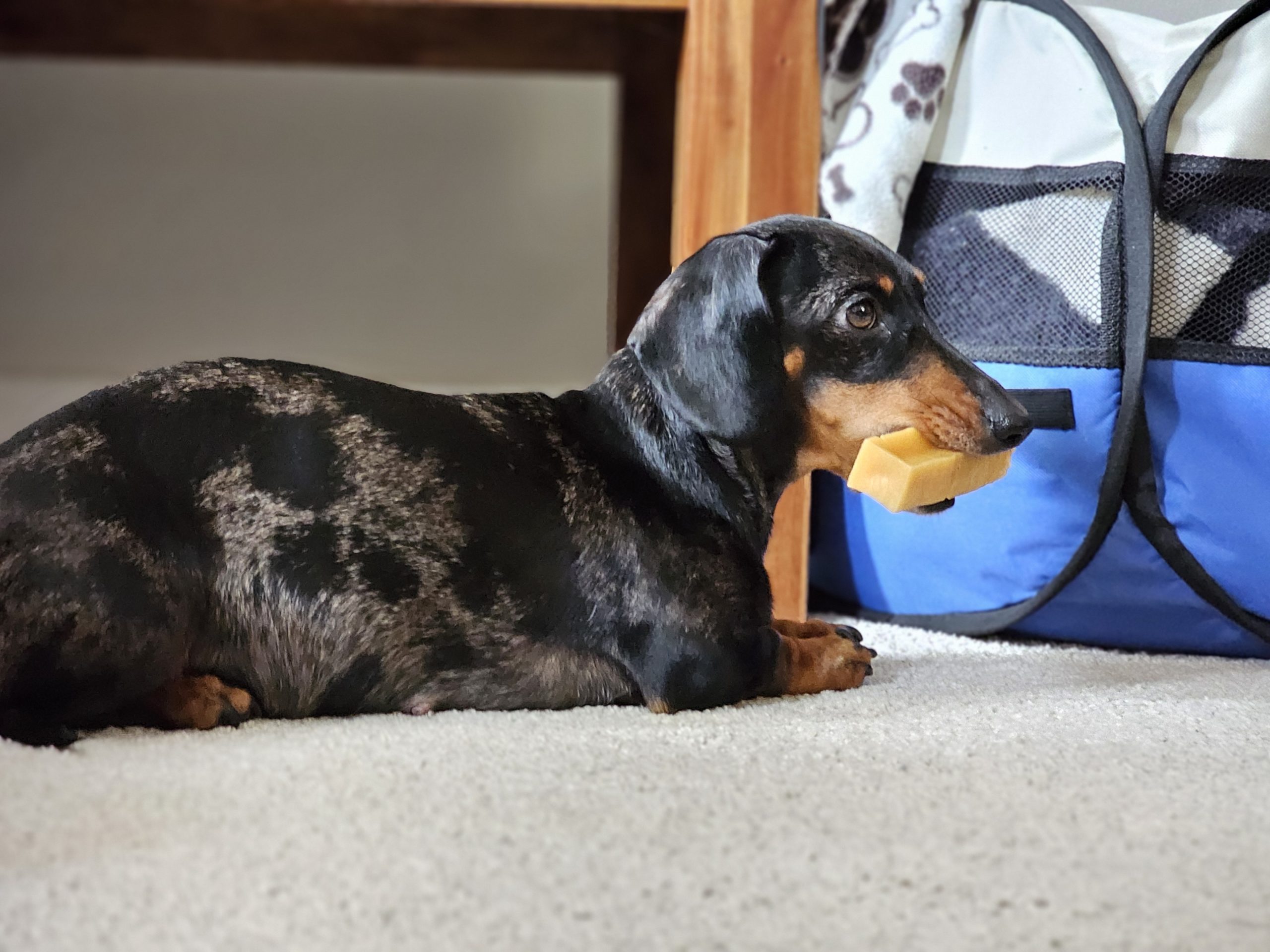 Mum of  puppies