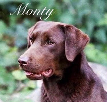 Sykehead Labrador Retrievers - Puppy Choices