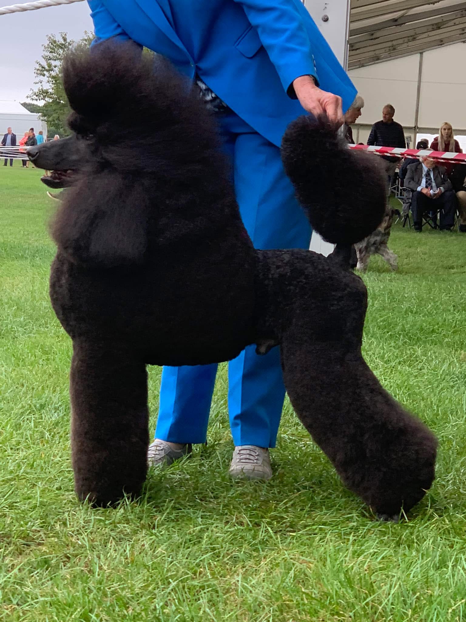 Standard Poodle dad of puppies for sale