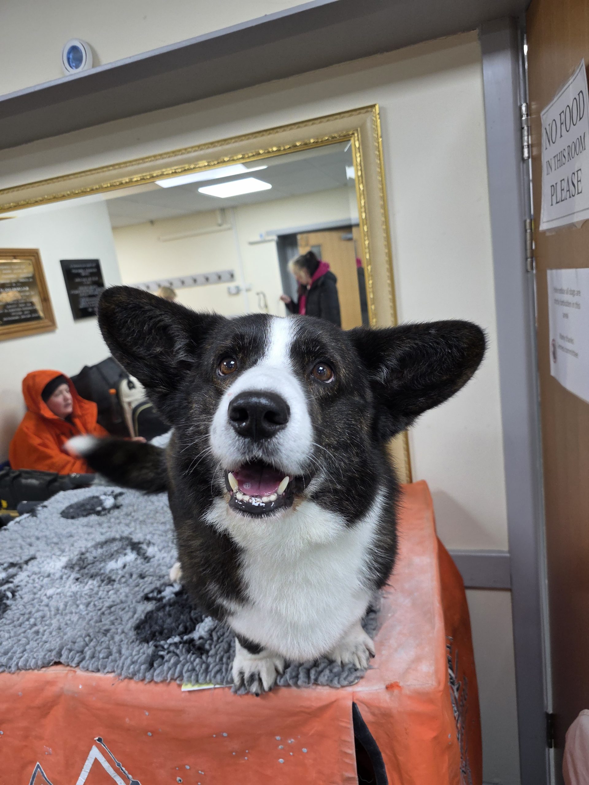 Cardigan Welsh Corgi dad of puppies for sale